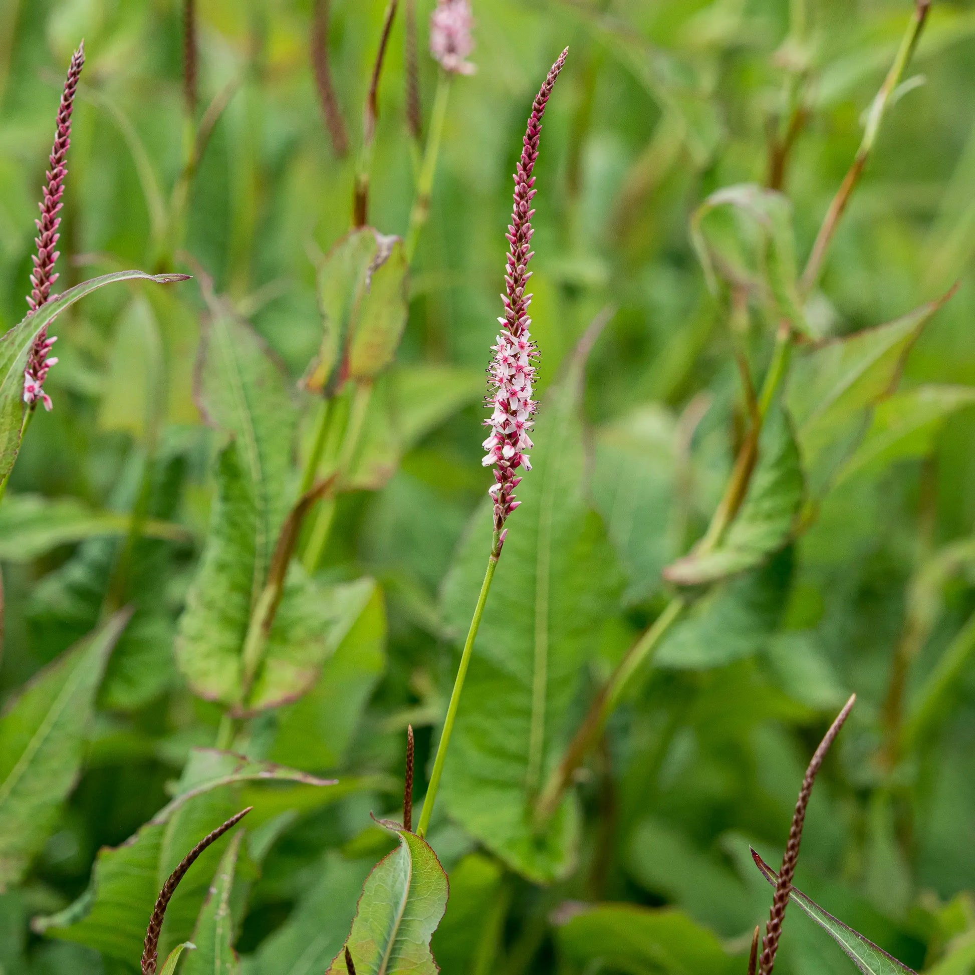 Bistorta amplexicaulis 'Rosea' — slender pink flower spires opening from deep red buds above lance-shaped green foliage