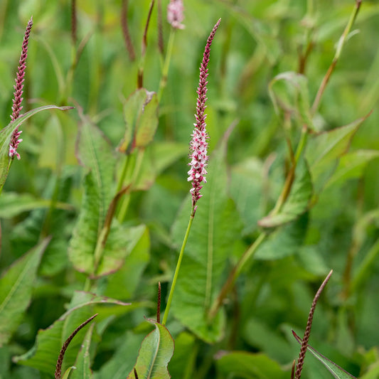 Bistorta amplexicaulis 'Rosea' — slender pink flower spires opening from deep red buds above lance-shaped green foliage