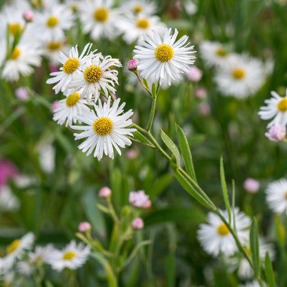 Boltonia asteroides var. latisquama - Hardy's Cottage Garden Plants