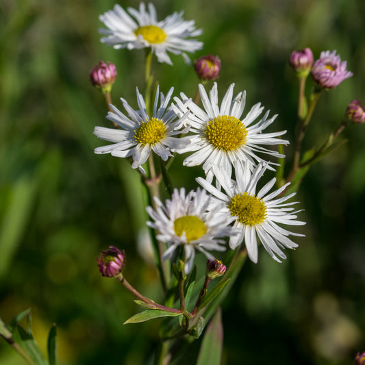 Boltonia asteroides var. latisquama
