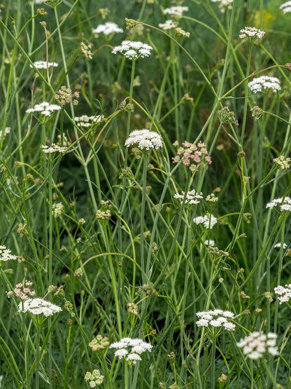 Bunium ferulaceum - Hardy's Cottage Garden Plants