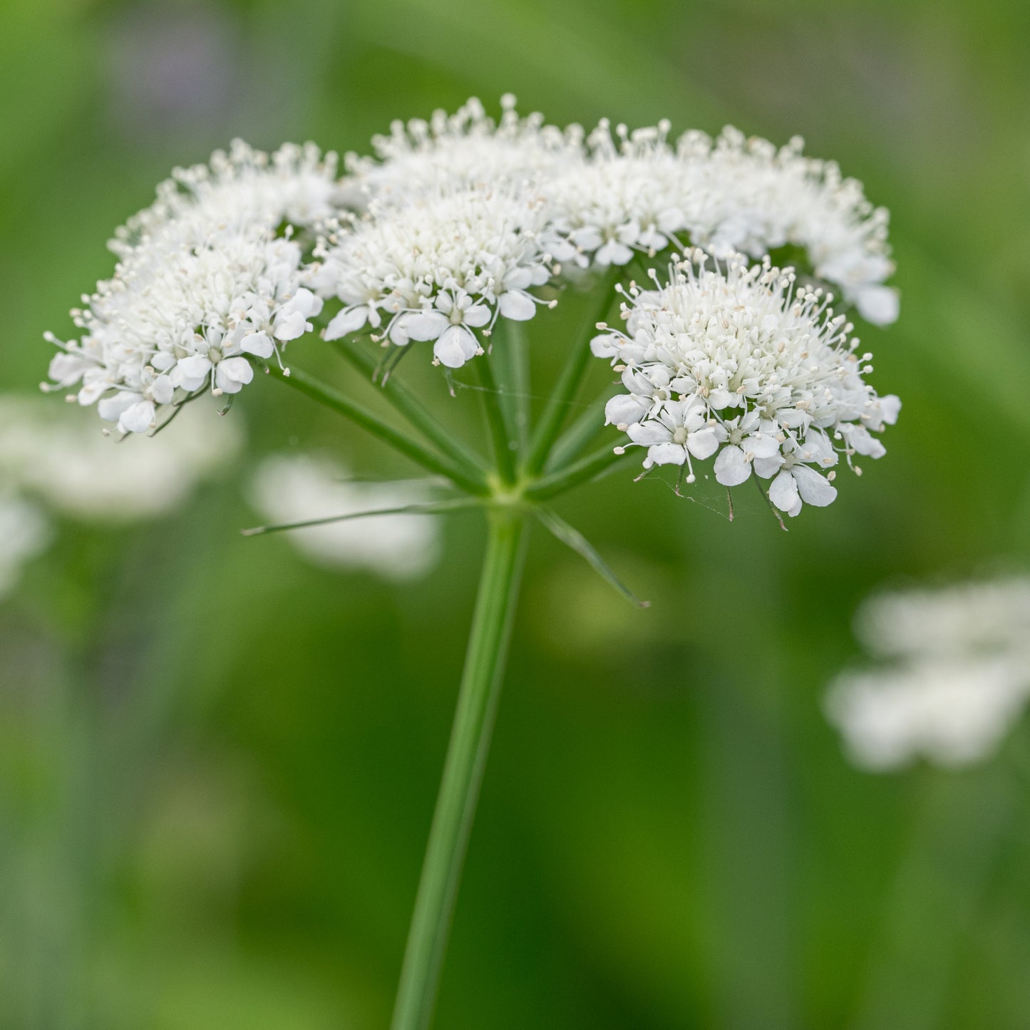 Bunium ferulaceum