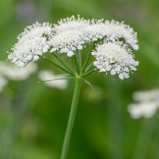 Bunium ferulaceum