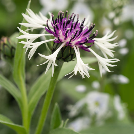 Centaurea montana 'Purple Heart' - Hardy's Cottage Garden Plants