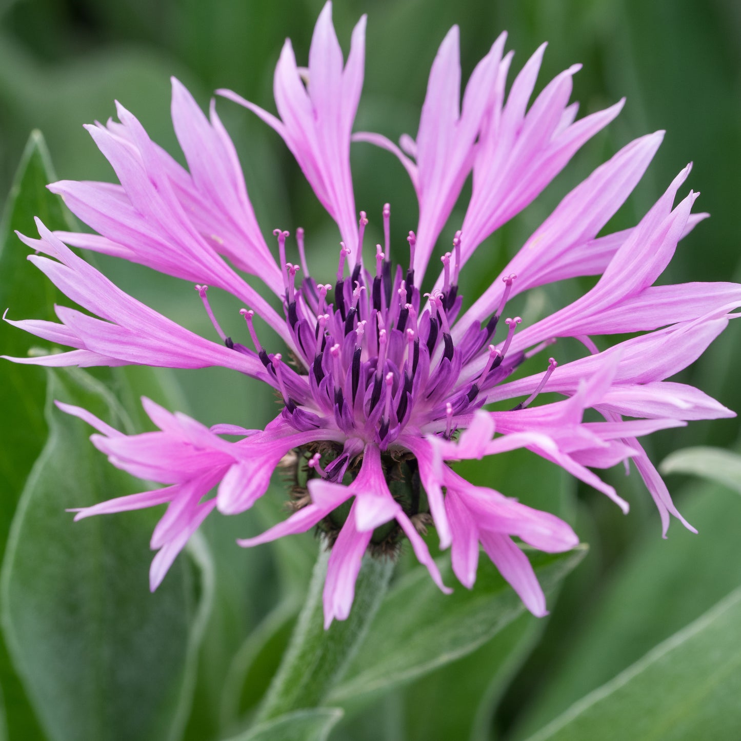 Centaurea montana 'Joyce' - Hardy's Cottage Garden Plants