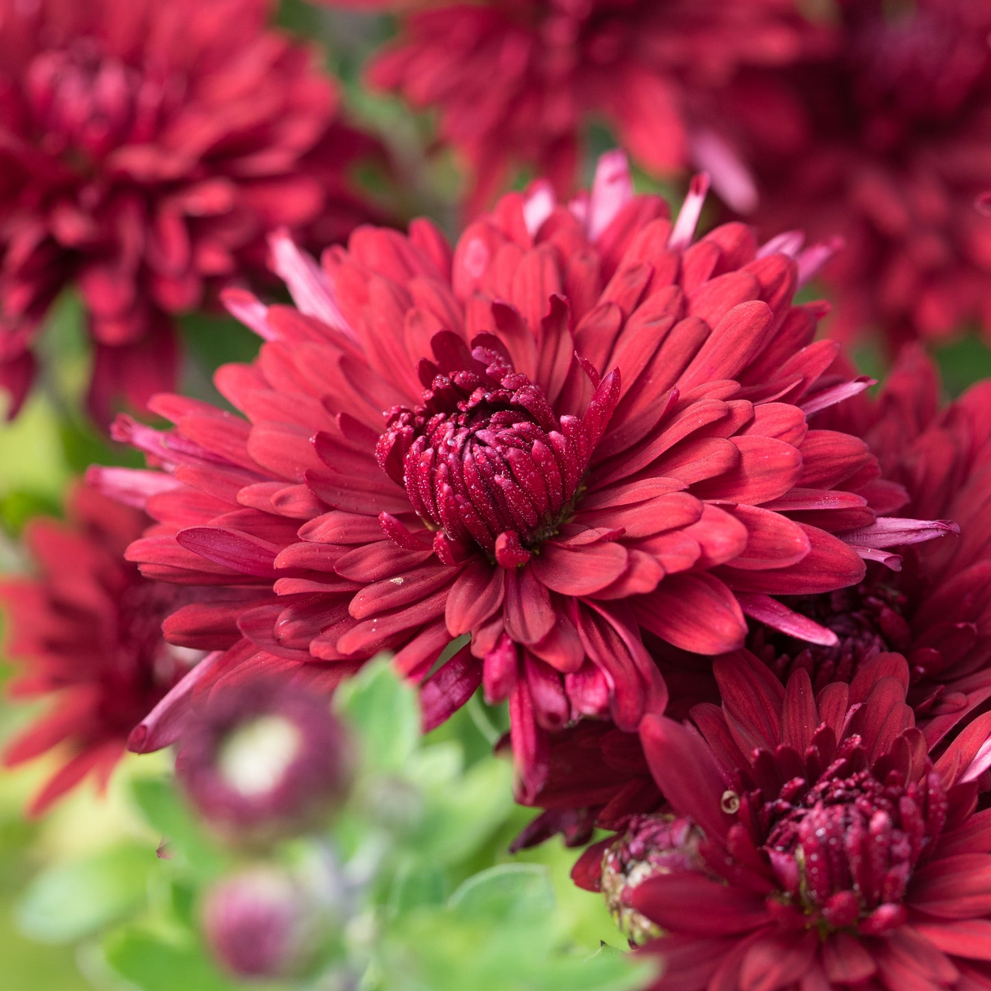 Chrysanthemum 'Ruby Mound'