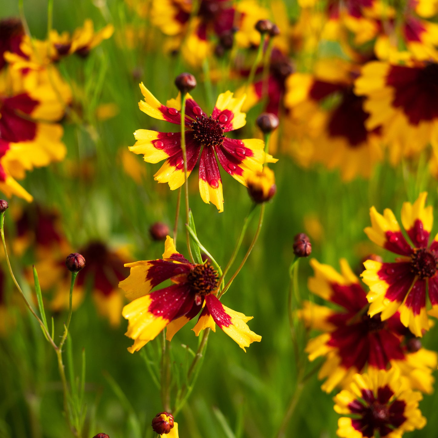 Coreopsis tinctoria