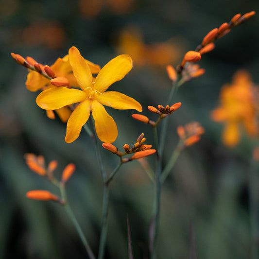 Crocosmia 'Antique Gold'