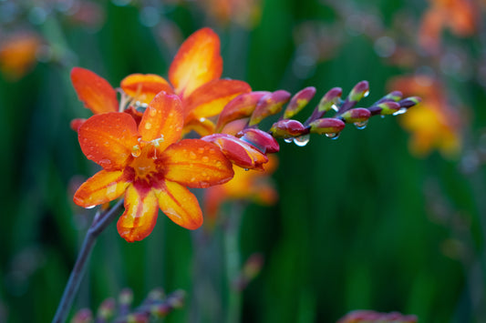 Crocosmia 'Firestars Scorchio' (Firestars Series) - Hardy's Cottage Garden Plants