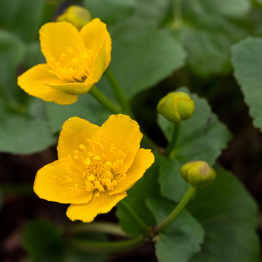 Caltha palustris