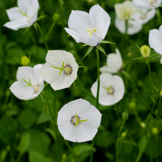 Campanula Jenny ('Harjen')