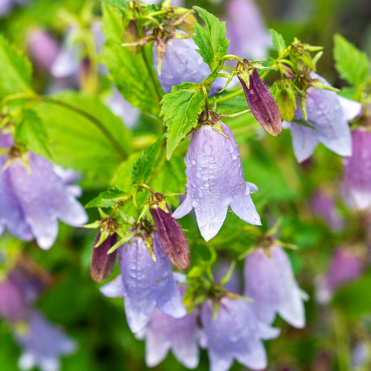 Campanula 'Paul Furse'