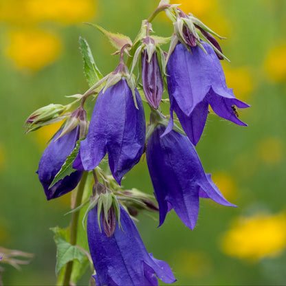 Campanula 'Kent Belle' - Hardy's Cottage Garden Plants