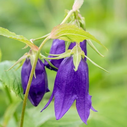 Campanula 'Kent Belle' - Hardy's Cottage Garden Plants