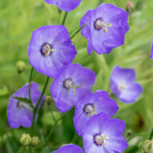 Campanula 'Samantha'