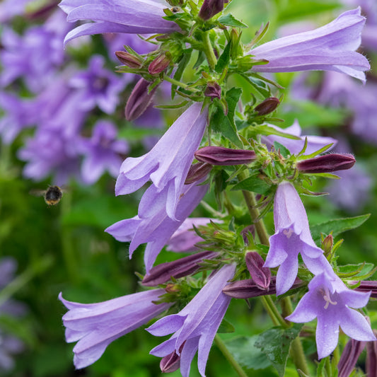 Campanula 'Viking'PBR