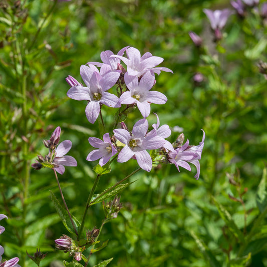 Campanula lactiflora 'Loddon Anna'