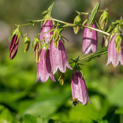 Campanula takesimana 'Elizabeth' - Hardy's Cottage Garden Plants