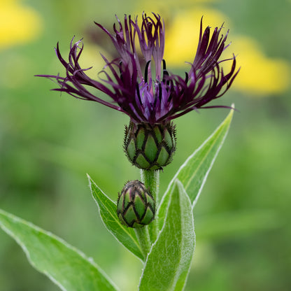 Centaurea 'Jordy' - Hardy's Cottage Garden Plants