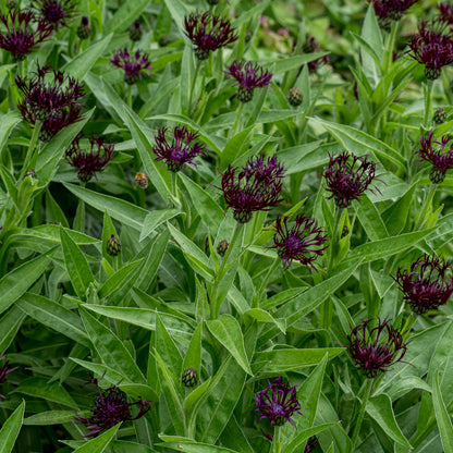 Centaurea 'Jordy' - Hardy's Cottage Garden Plants