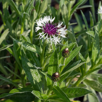 Centaurea montana 'Purple Heart' - Hardy's Cottage Garden Plants