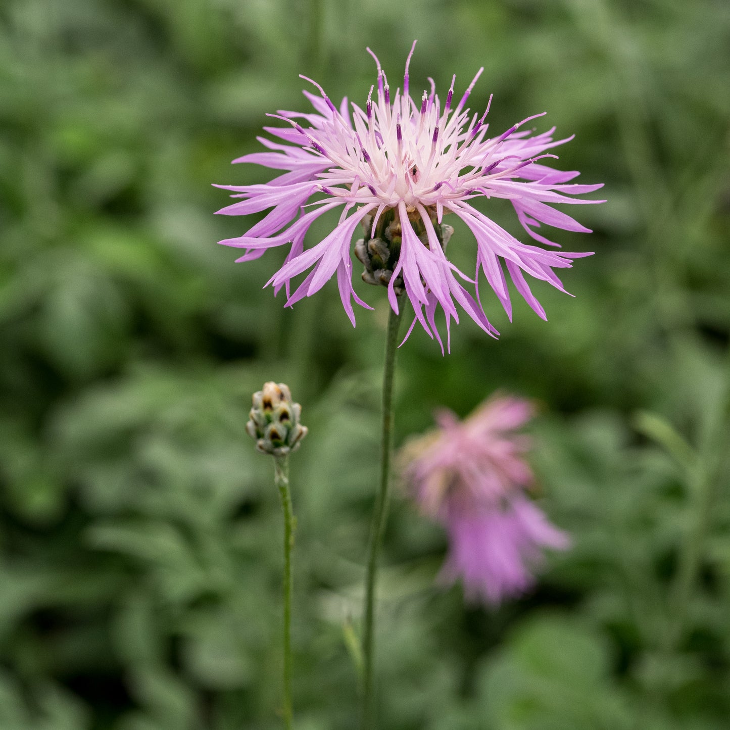 Centaurea bella