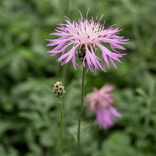 Centaurea bella