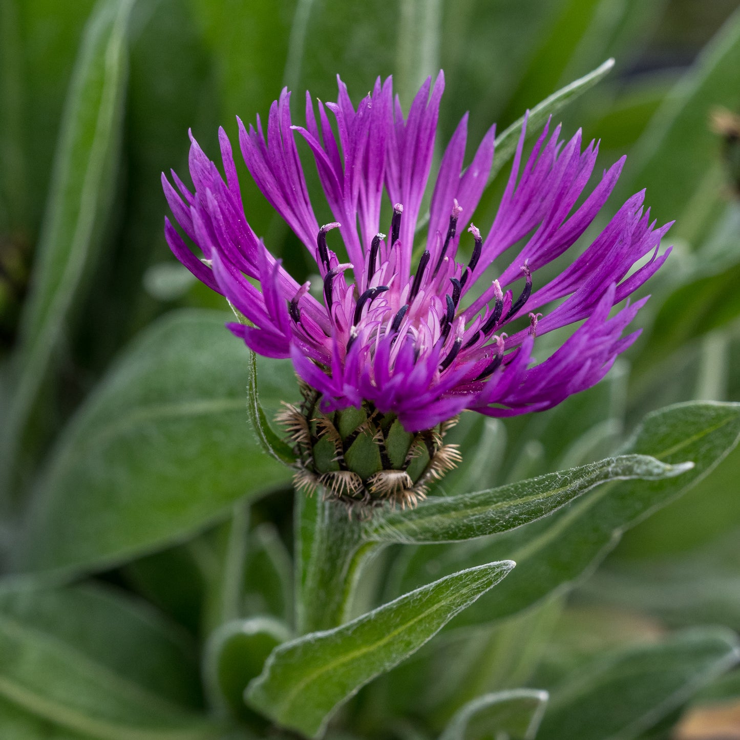 Centaurea montana Purple