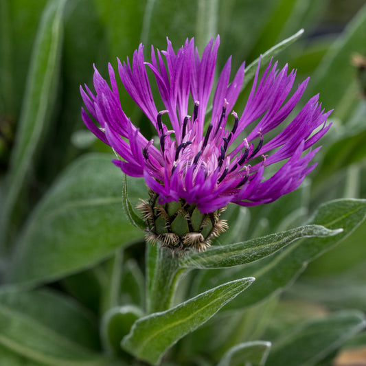 Centaurea montana Purple