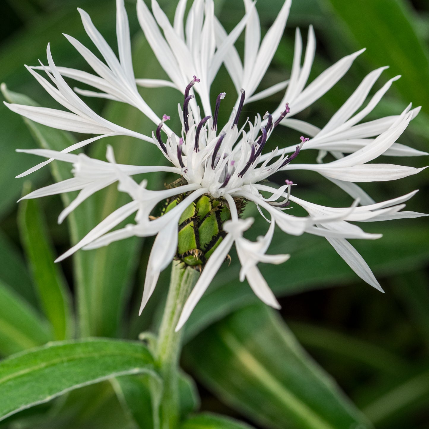 Centaurea montana 'Alba'