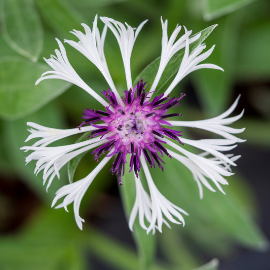 Centaurea montana 'Purple Heart'
