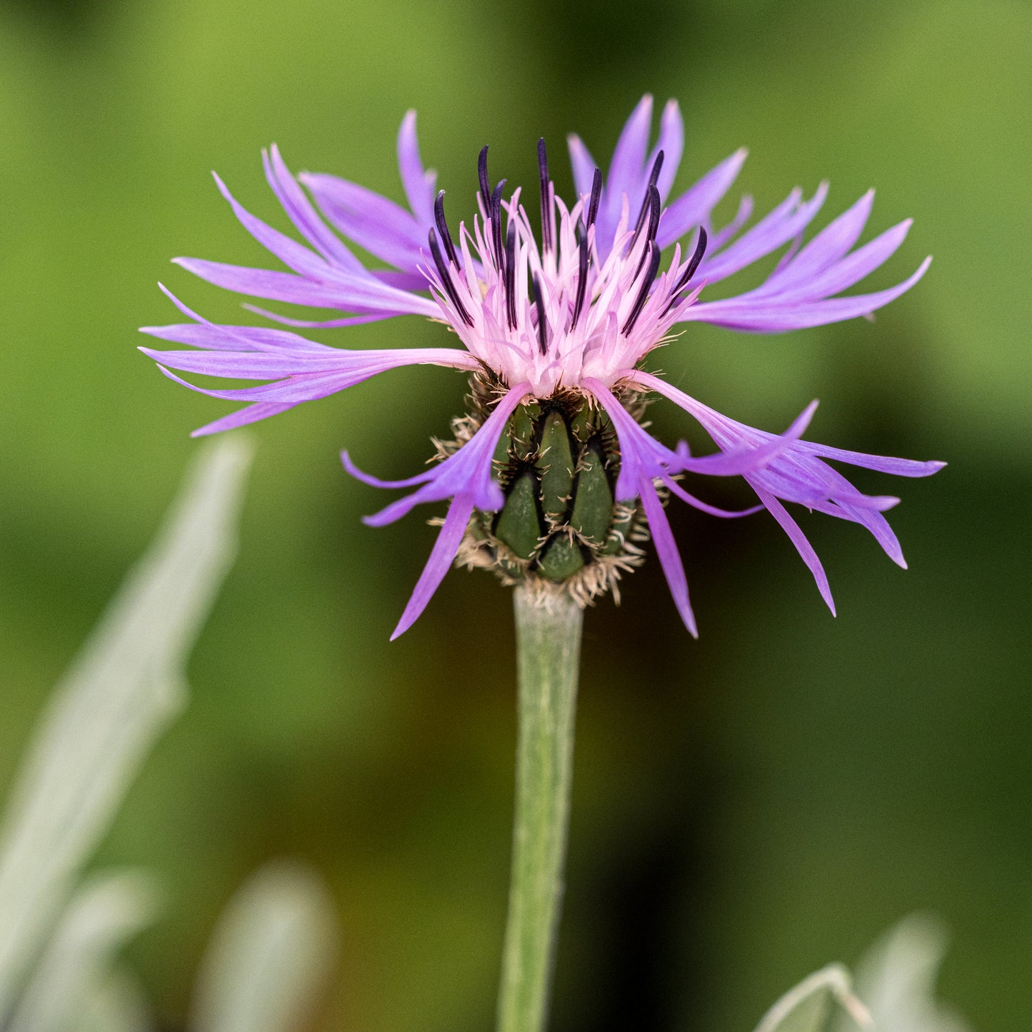 Centaurea triumfettii subsp. stricta