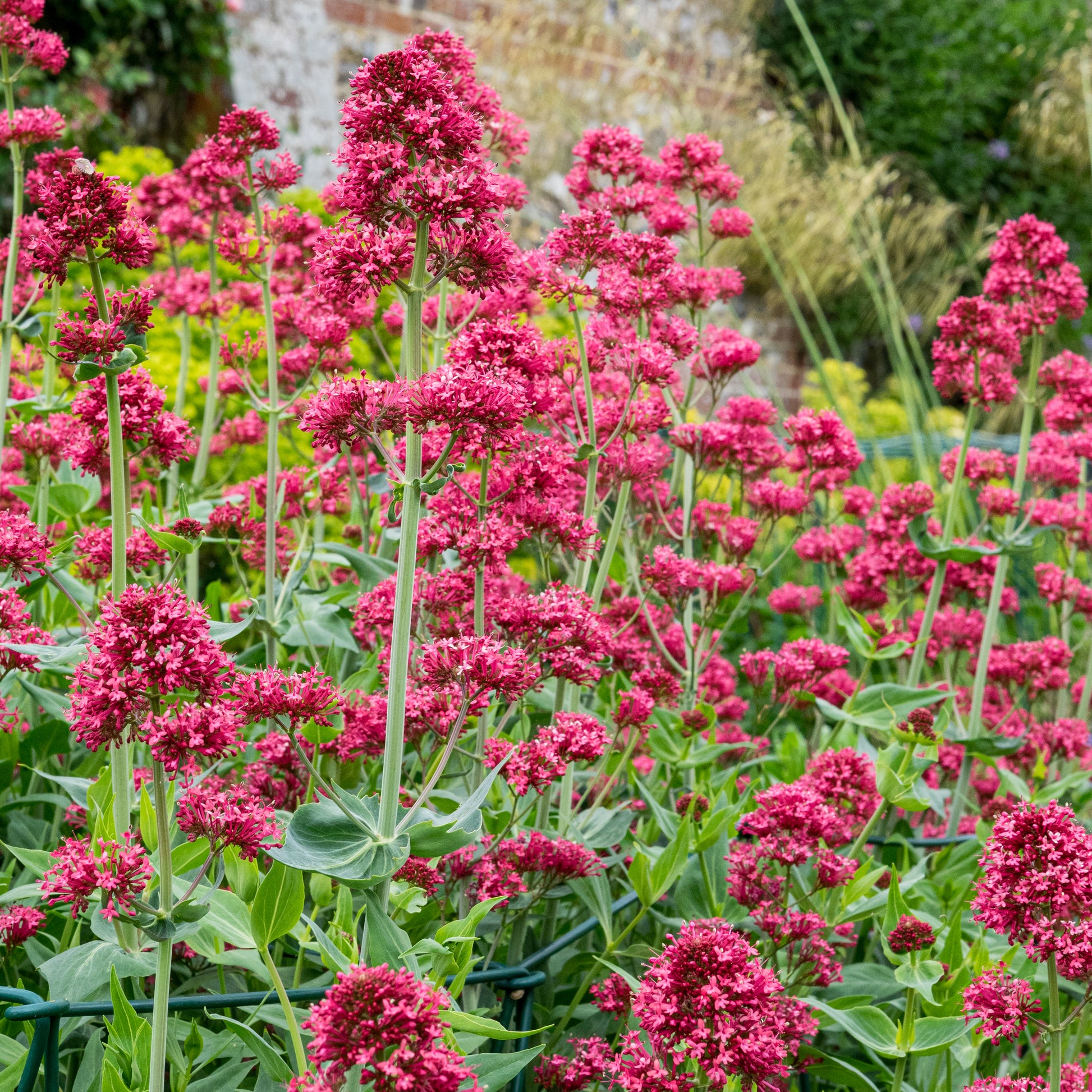 Centranthus ruber var. coccineus - Hardy's Cottage Garden Plants
