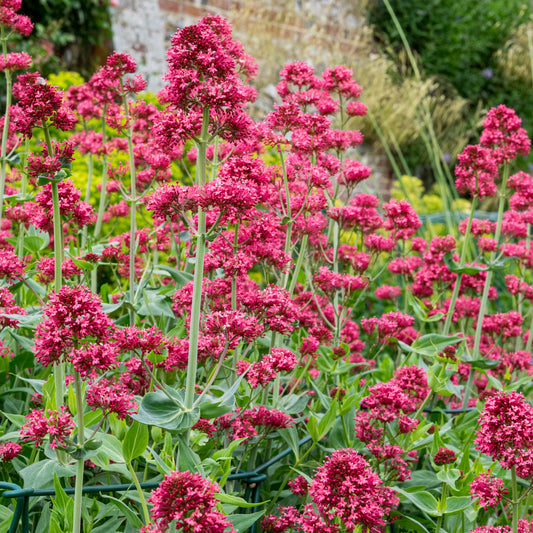 Centranthus ruber var. coccineus