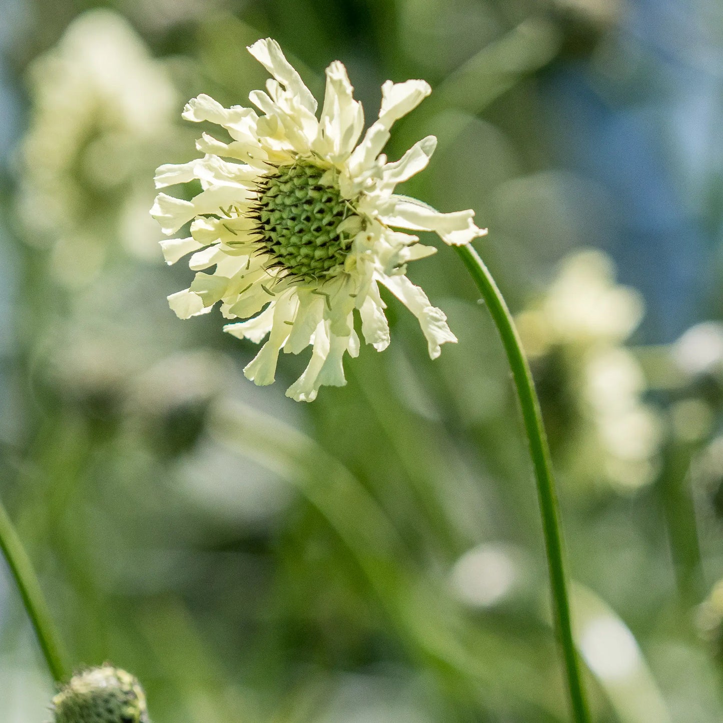 Cephalaria alpina — close-up of a soft yellow scabious-like flowerhead with ruffled petals and a green centre on a slender stem