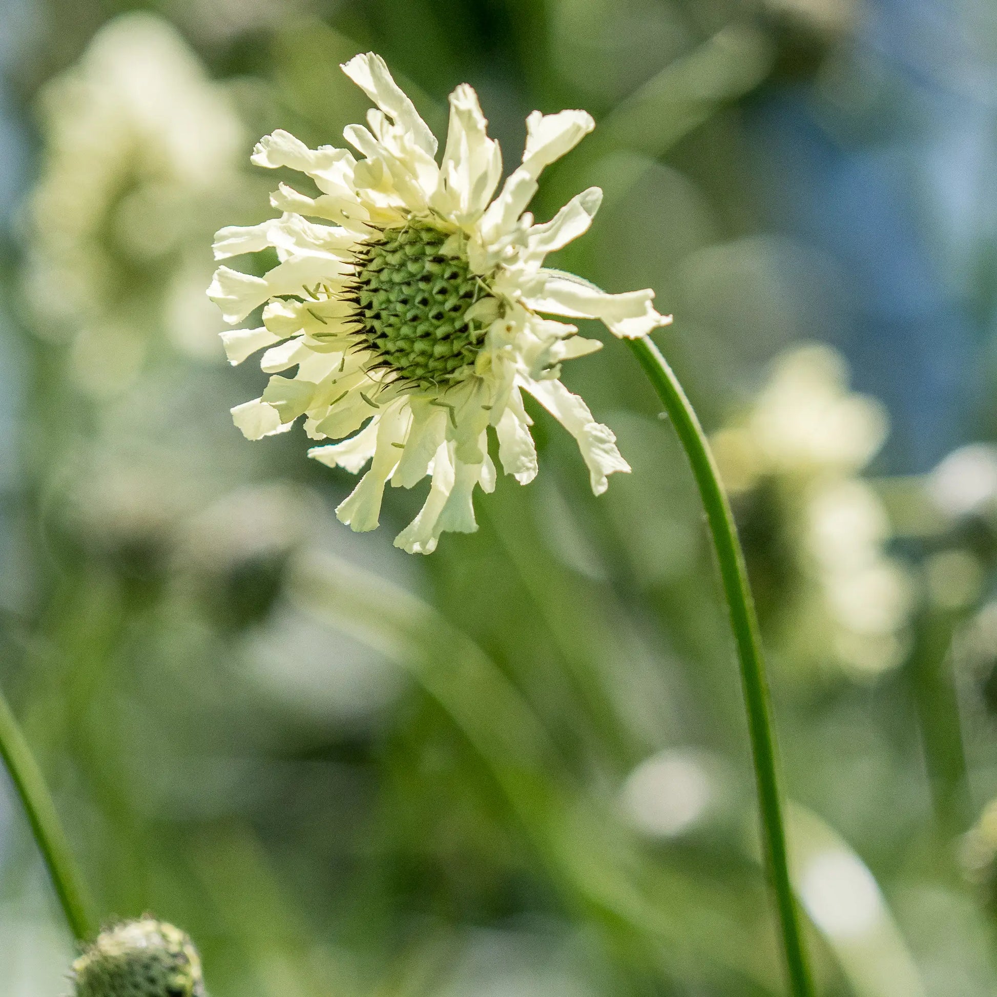 Cephalaria alpina — close-up of a soft yellow scabious-like flowerhead with ruffled petals and a green centre on a slender stem