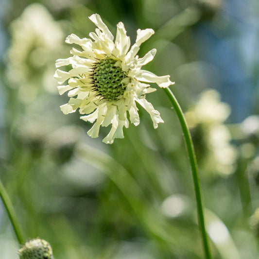 Cephalaria alpina — close-up of a soft yellow scabious-like flowerhead with ruffled petals and a green centre on a slender stem