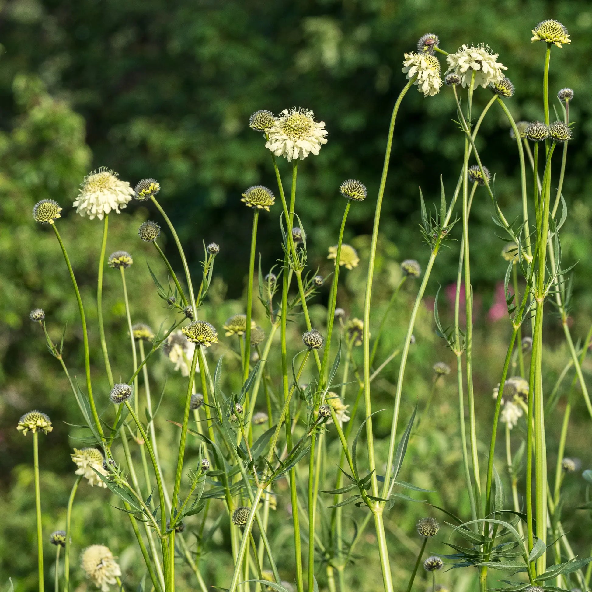 Cephalaria gigantea — pale yellow scabious-like flowerheads on tall branching stems with buds at various stages, growing in a sunny border