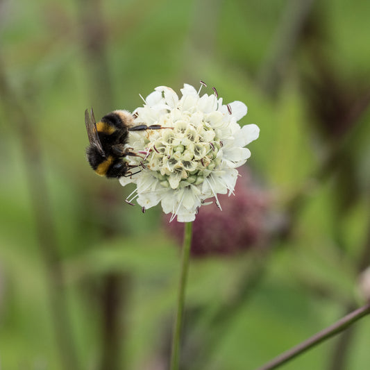 Cephalaria alpina