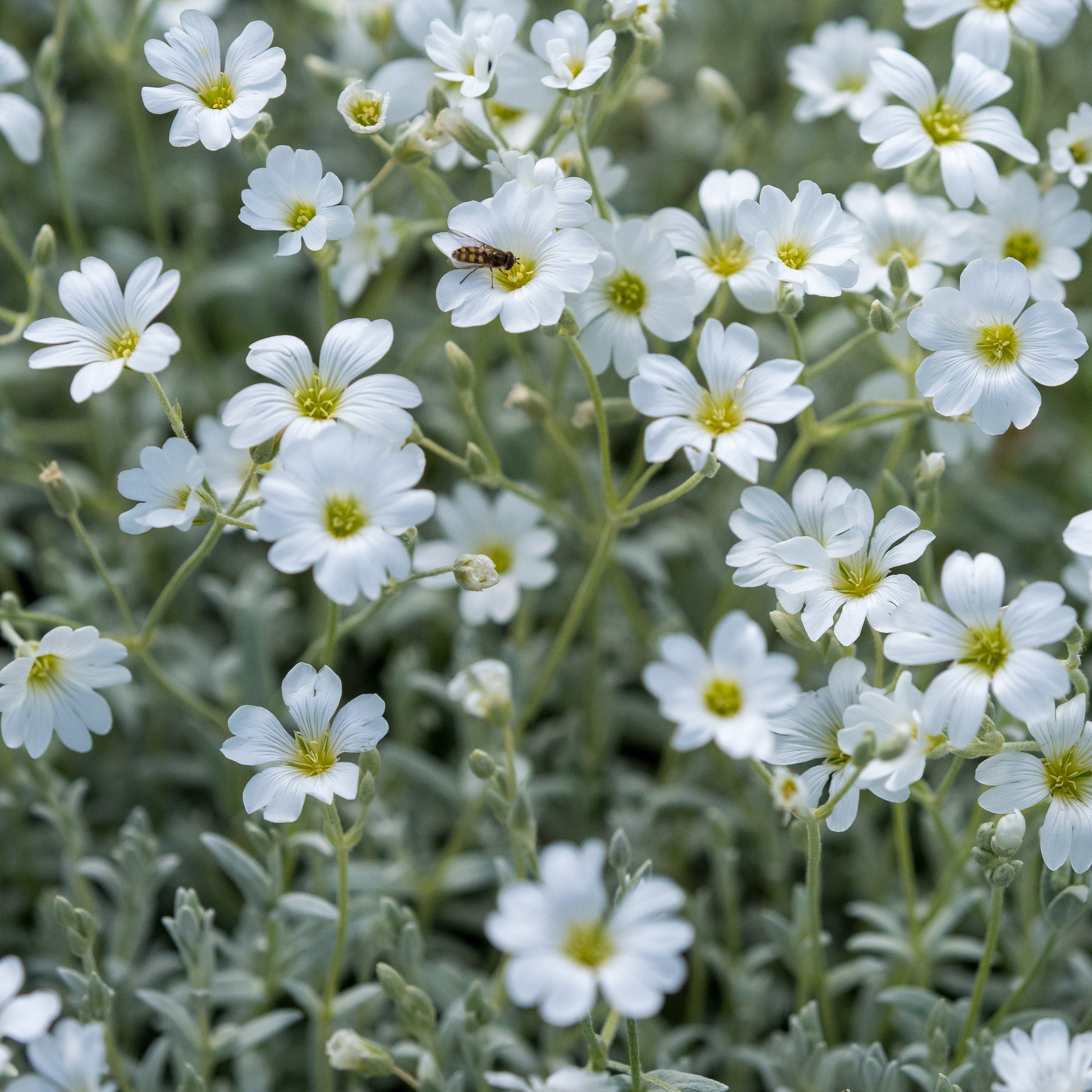 Cerastium tomentosum 'Silberteppich' - Hardy's Cottage Garden Plants