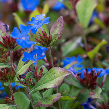 Ceratostigma plumbaginoides - Hardy's Cottage Garden Plants