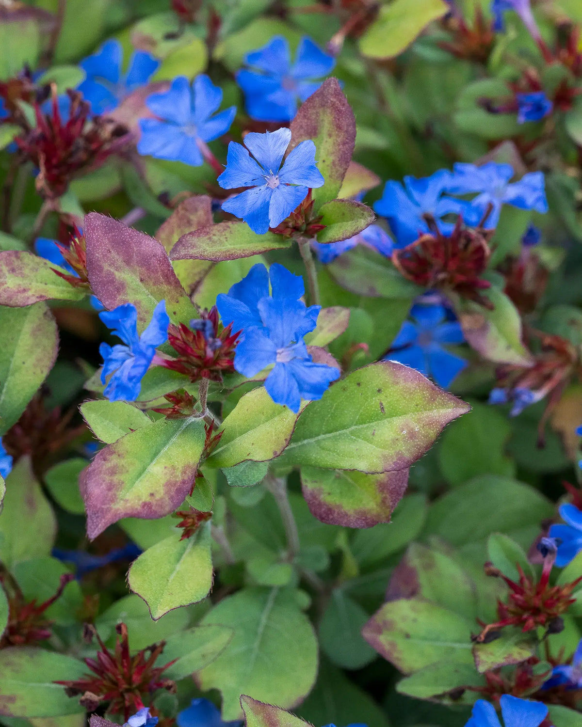 Ceratostigma plumbaginoides - Hardy's Cottage Garden Plants