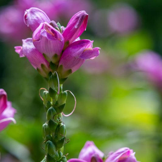Chelone obliqua - Hardy's Cottage Garden Plants