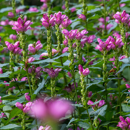 Chelone obliqua - Hardy's Cottage Garden Plants