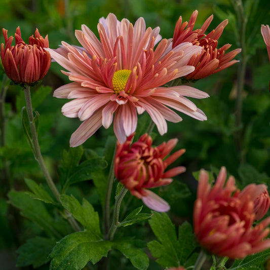 Chrysanthemum 'Beechcroft'