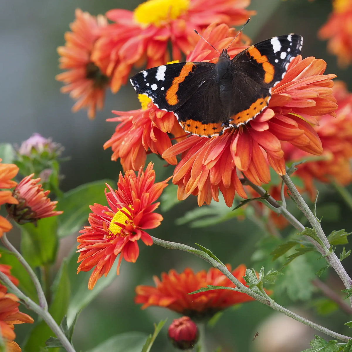 Chrysanthemum 'Bronze Elite'