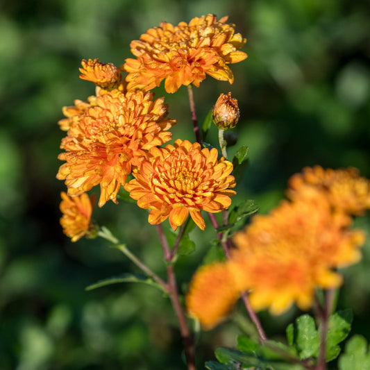 Chrysanthemum 'Dixter Orange'