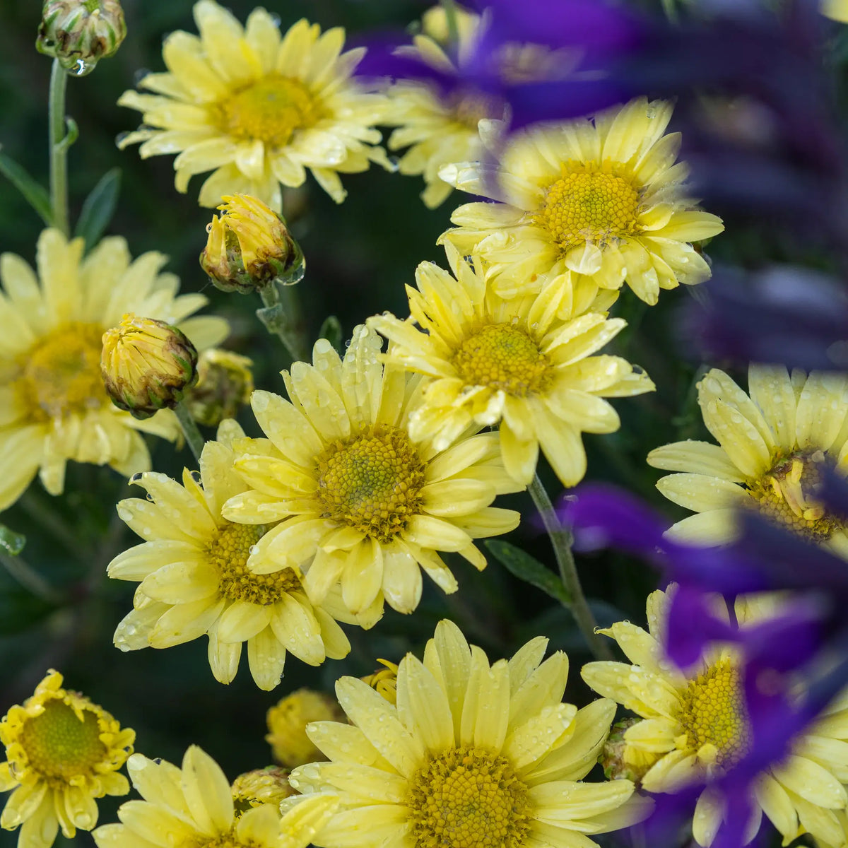 Chrysanthemum 'Early Yellow' - Hardy's Cottage Garden Plants