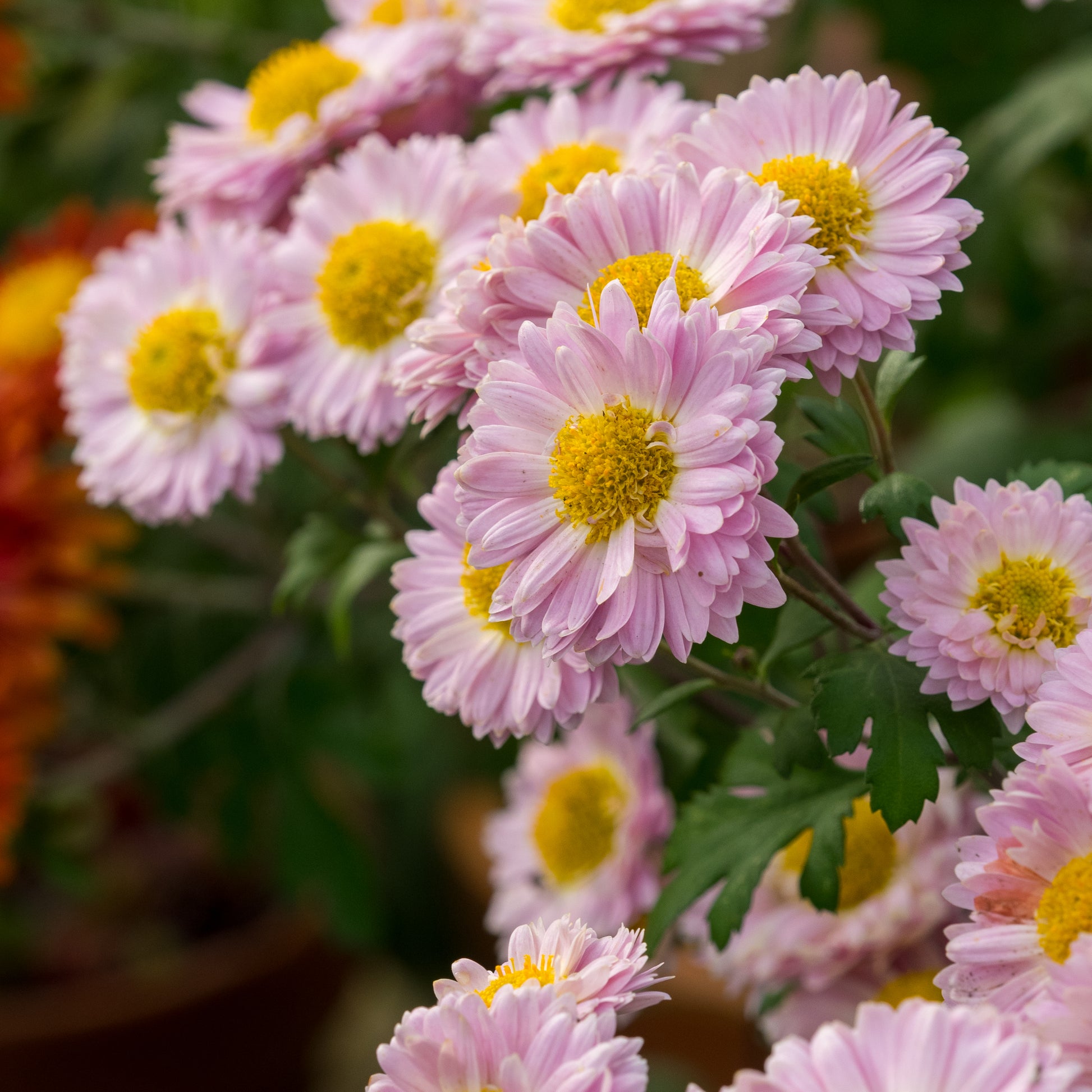 Chrysanthemum ‘Jolie Rose’ - Hardy's Cottage Garden Plants