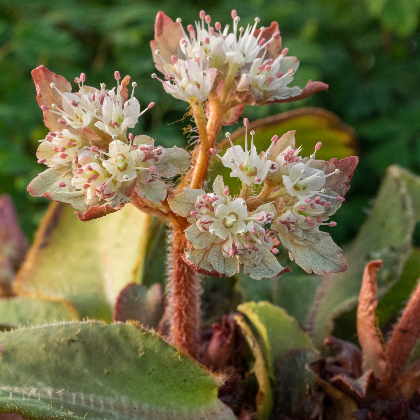 Chrysosplenium 'macrophyllum'